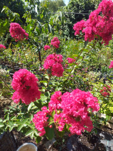 LAGERSTROEMIA INDICA RED IMPERATOR 40-50 cm