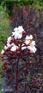 Liliac indian alb cu frunze negre Lagerstroemia indica Black Solitaire White 80-100cm
