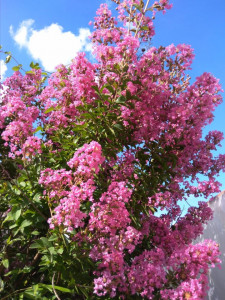 Liliac indian Rouge soutenu(Lagerstroemia indica)