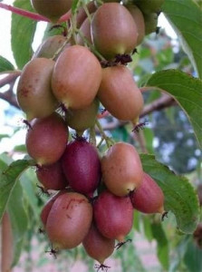 Mini kiwi Purpurna Sadowa femela