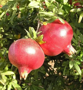 Rodie -rodiu planta( Punica Granatum PARFIANCA) 30-40 cm
