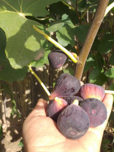 SMOCHIN VIOLETTE DE NORMANDIE 60-80 cm