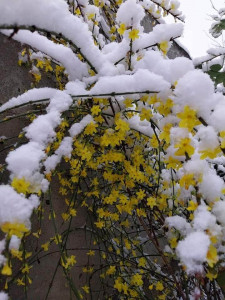 Iasomia de iarna (Jasminum nudiflorum)