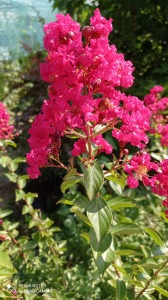 LAGERSTROEMIA INDICA RED IMPERATOR plus inca un liliac indian cadou