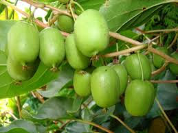 Mini kiwi Actinidia Arguta Rogow femela