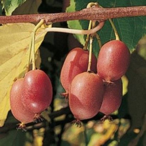 Mini kiwi Actinidia Purpurea,,Hardy Red'