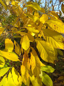Banana Nordului-Paw-Paw -Asimina triloba Sunflower 80-100 cm