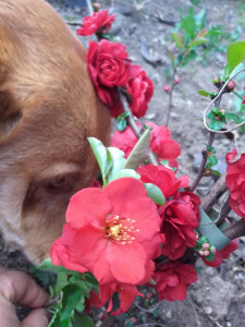 CHAENOMELES SPECIOSA SCARLET STORM 100-120 CM