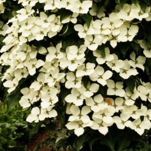 Cornus Kousa ,,White Giant'