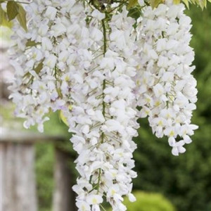 Glicina alba sau Wisteria Floribunda Shiro-noda