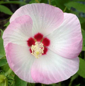 Hibiscus Moscheutos Fujin Akata