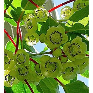 Kiwi Jenny autofertil ( Actinidia Deliciosa) 30-40 cm