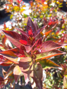 Liliac indian cu frunza rosie , Lagerstroemia indica Red 100-120 cm
