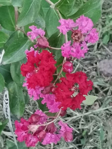 Liliac indian rosu ,Lagerstroemia Indica Dynamite 80-100 cm