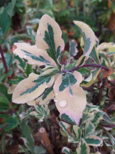 Lonicera peryclimenum Harlequin