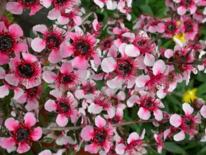 Manuka sau Leptospermum lanigerul Mesmer Eyes