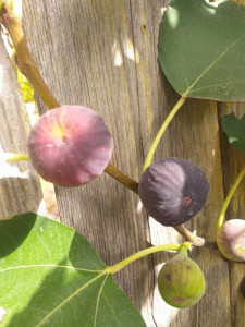 SMOCHIN VIOLETTE DE NORMANDIE 60-80 cm