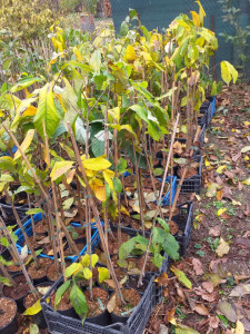 Banana Nordului-Paw-Paw -Asimina triloba Sunflower 80-100 cm