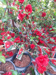 CHAENOMELES SPECIOSA SCARLET STORM 100-120 CM