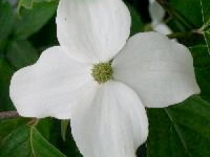 Cornus Kousa ,,White Giant'