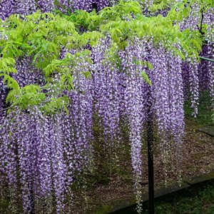 Glicina sau wisteria floribunda Multijuga