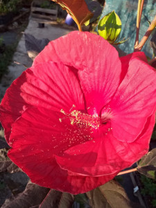 Hibiscus Moscheutos Summerific Midnight Marvel