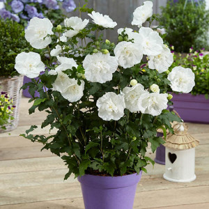 Hibiscus syriacus White Chiffon