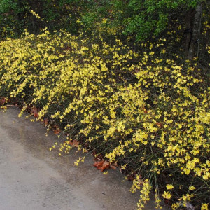 Iasomia de iarna (Jasminum nudiflorum)