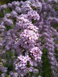Liliacul fluturilor, Buddleja alternifolia