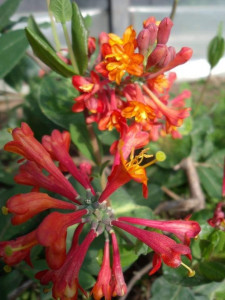 Lonicera heckrotti American Beauty