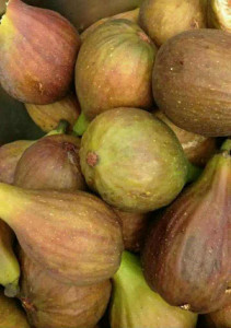 Smochin Ficus Carica OSBORN'S PROLIFIC 80-100 CM