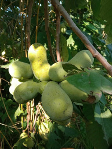 Banana Nordului-Paw-Paw -Asimina triloba Sunflower 80-100 cm