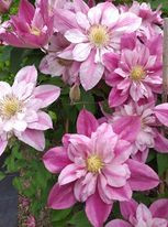 Clematis Patricia Ann Fretwell Pafar
