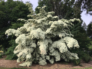 Cornus Kousa ,,White Giant'