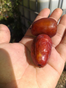 Curmalul Chinezesc ,Ziziphus jujuba LANG 170-200 CM LA GHIVECI