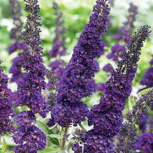 Liliac de vara Buddleja Davidii,, Black Knight'