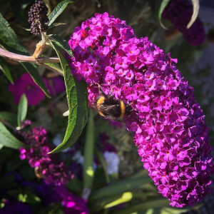 Liliac de vara Buddleja Davidii,, Royal Red