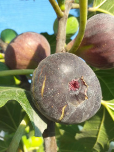SMOCHIN VIOLETTE DE NORMANDIE 60-80 cm