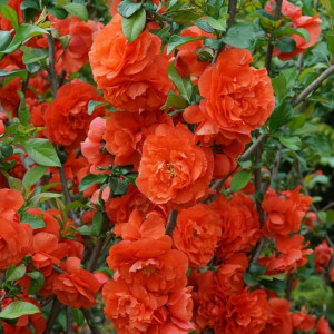 CHAENOMELES SPECIOSA ORANGE STORM 100-120cm