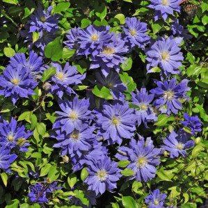 Clematis Copernicus