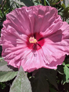 Hibiscus Moscheutos Summerific Berry Awesome