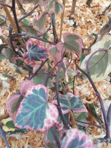 Iedera variegata Hedera Colchica dentata Variegata