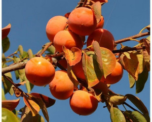 kaki Nikita's Gift (Rosseyanca x Diospyros Kaki) LA GHIVECI 150-170 cm