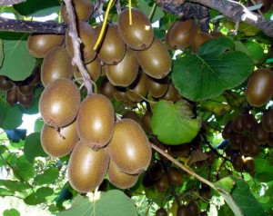 Kiwi Hayward clona 8 (actinidia deliciosa) femela 100-120 cm DISPONIBIL DIN OCTOMBRIE