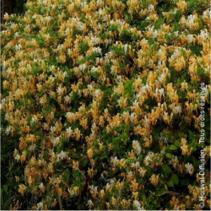 Mana Maicii Domnului,Lonicera japonica Halliana, Caprifoi