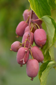Mini kiwi Actinidia arguta Bingo femela 80-100cm