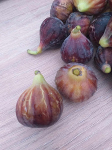 Smochin Ficus carica GRISE DE TARASCON 80-100 cm