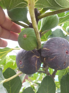 SMOCHIN VIOLETTE DE NORMANDIE 60-80 cm