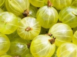 Agris Uva Spina White Smith