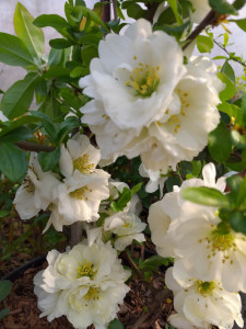 CHAENOMELES SPECIOSA KINSHIDEN 90-100 CM